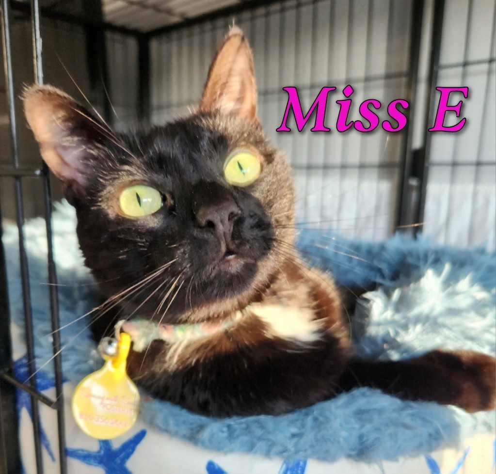 Miss E, Adopted, Adult Female Domestic Short Hair.