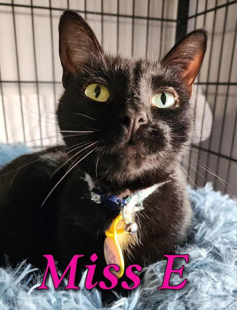 Enlarge Miss E, a Adopted Domestic Short Hair in Fort Walton Beach, FL image 2/2