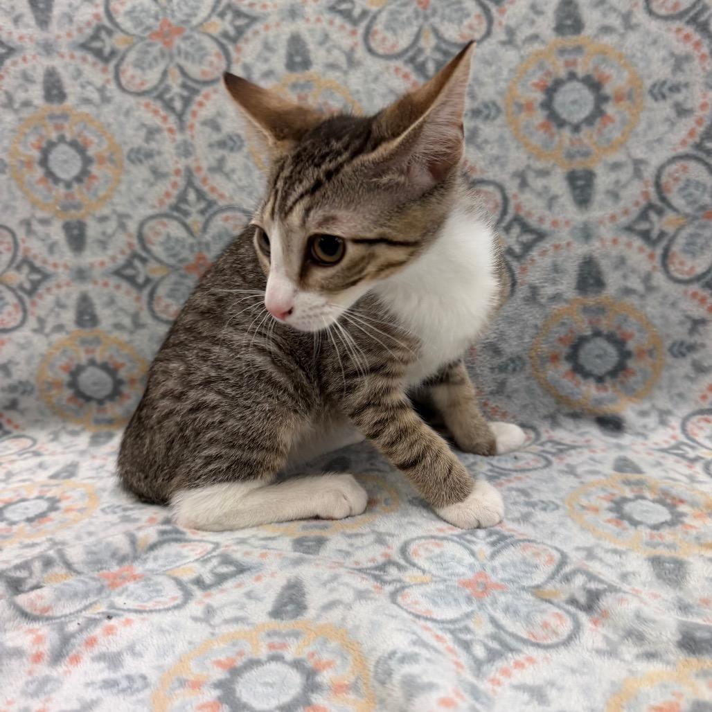 Oliver, Adoptable, Kitten Male Domestic Short Hair.