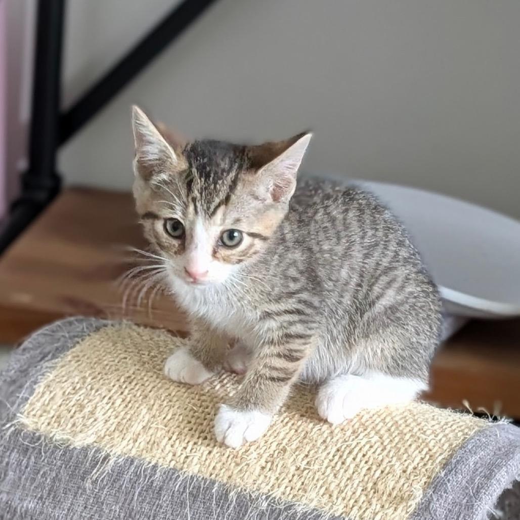 Oliver, a Adoptable Domestic Short Hair in Raleigh, NC image 3/6