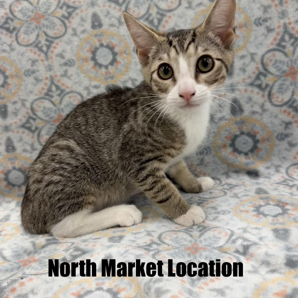 Oliver, a Adoptable Domestic Short Hair in Raleigh, NC image 4/6
