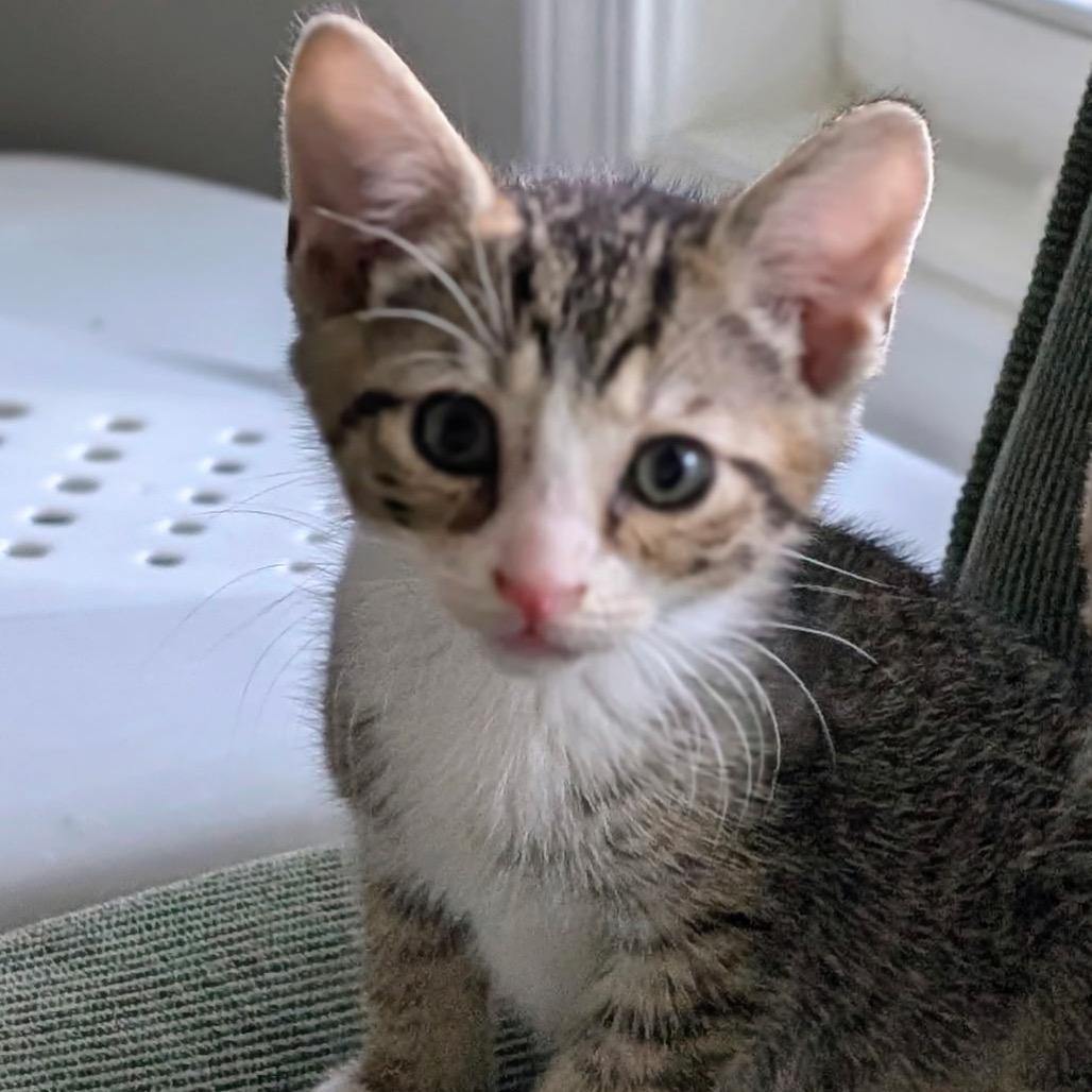 Oliver, a Adoptable Domestic Short Hair in Raleigh, NC image 5/6