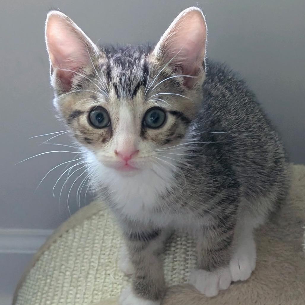 Oliver, a Adoptable Domestic Short Hair in Raleigh, NC image 6/6
