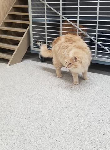 Enlarge Mars, a Adopted mixed breed in Medford, WI image 1/3