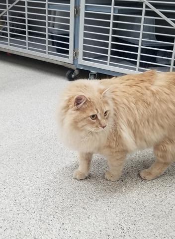 Enlarge Mars, a Adopted mixed breed in Medford, WI image 2/3