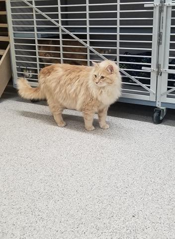 Enlarge Mars, a Adopted mixed breed in Medford, WI image 3/3