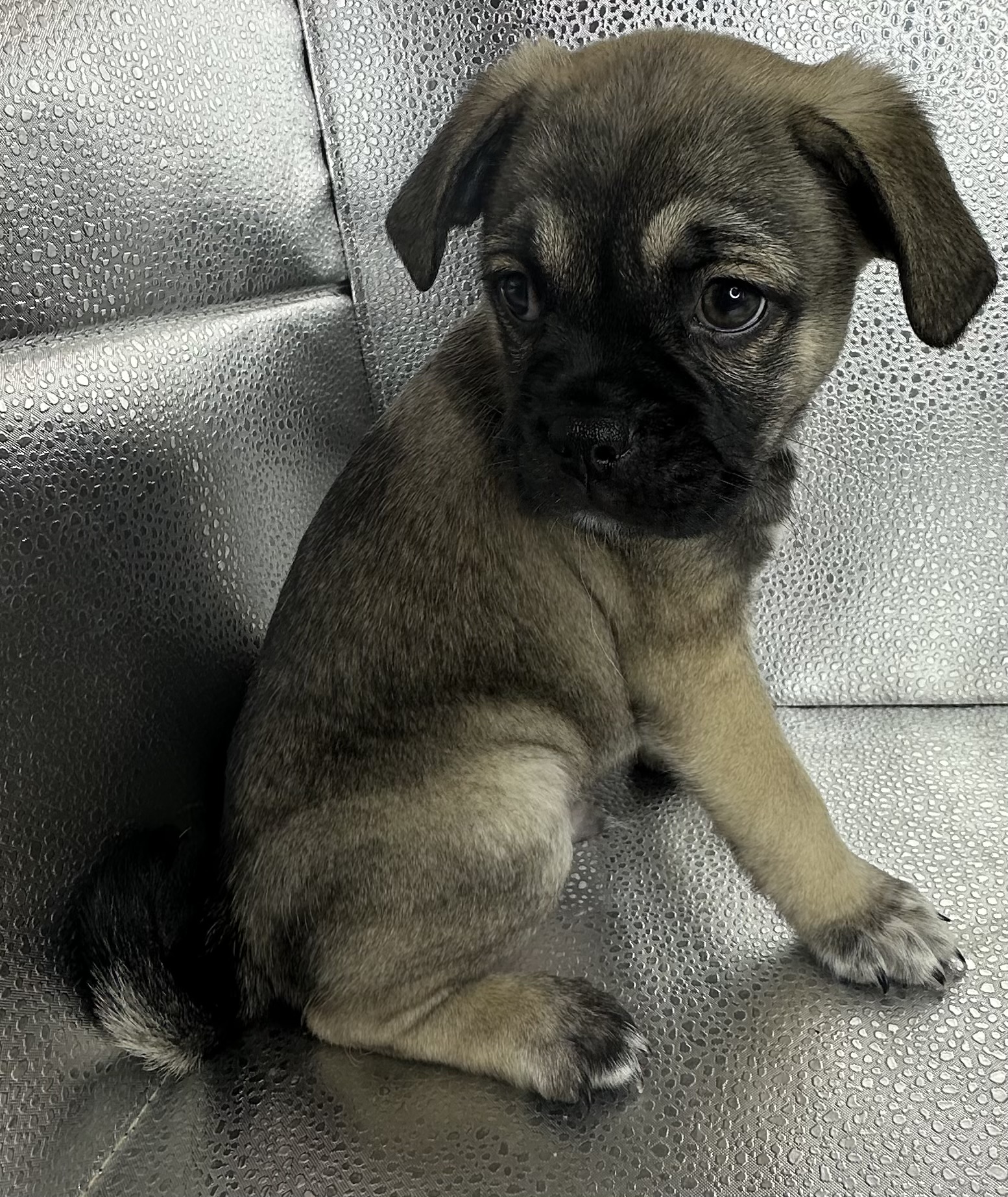 Dog for adoption Spark Pug, a Pug & French Bulldog Mix in San Diego