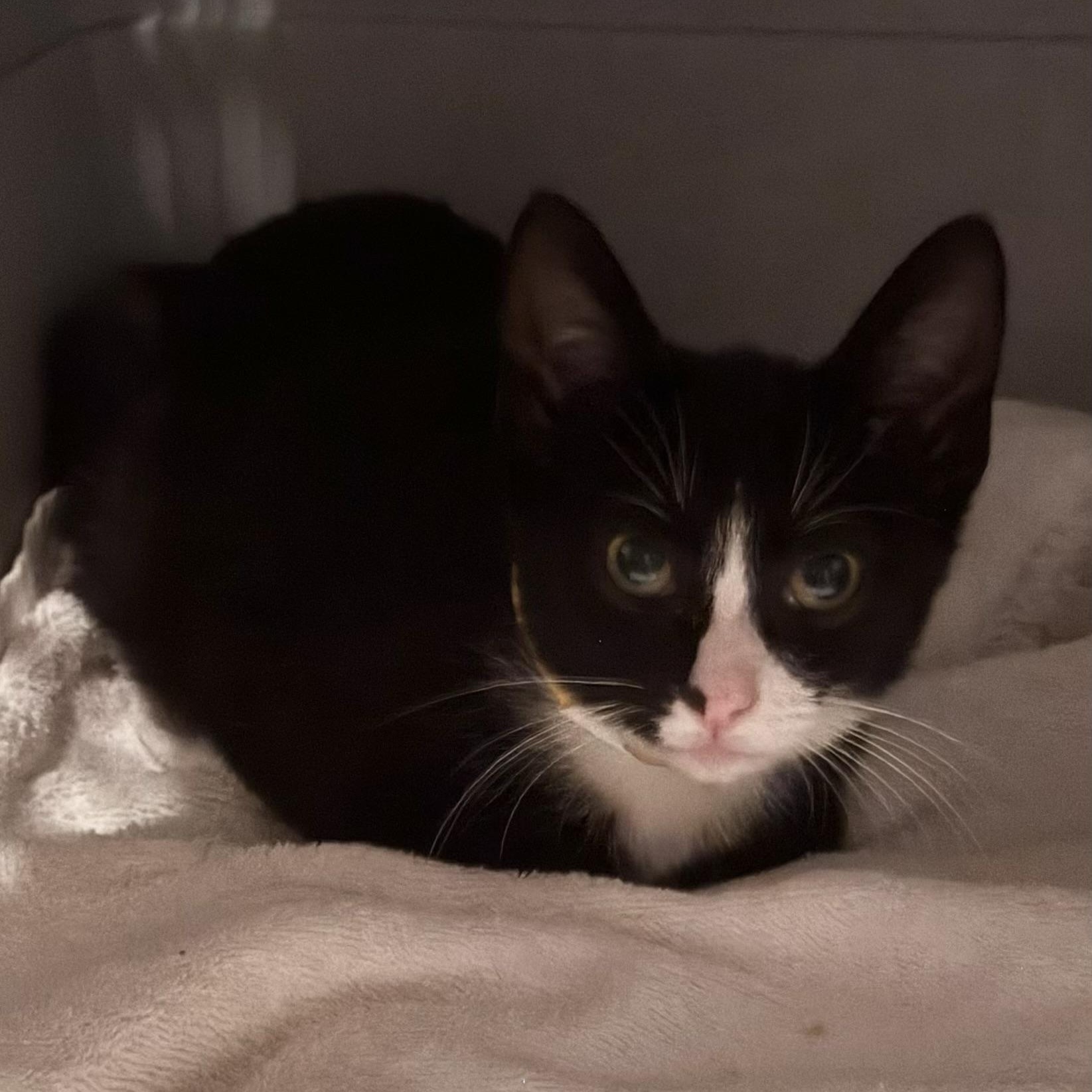 Enlarge Bisquick, a ADOPTABLE Domestic Short Hair in Minneapolis, MN image 2/2