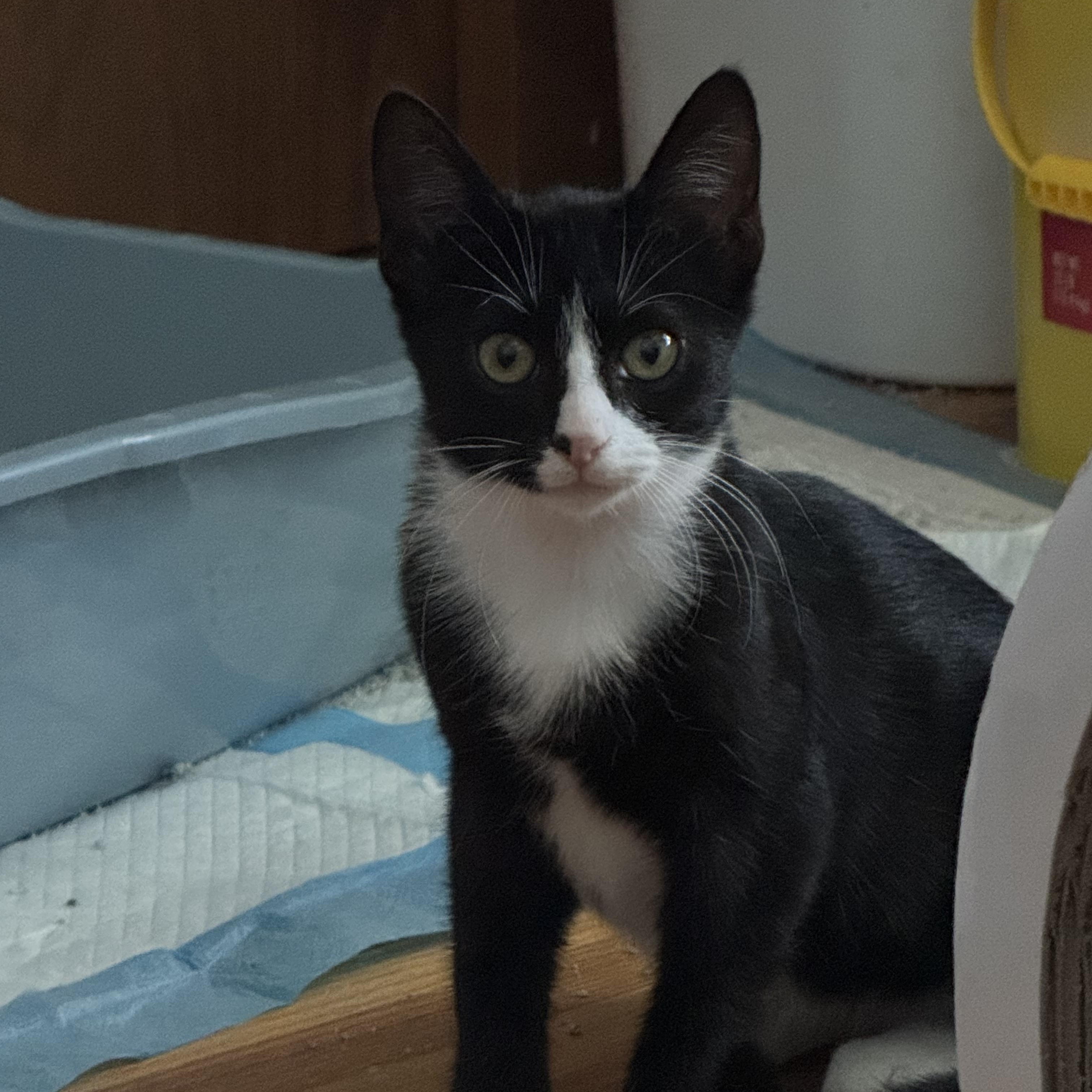 Enlarge Bisquick, a ADOPTABLE Domestic Short Hair in Minneapolis, MN image 1/2