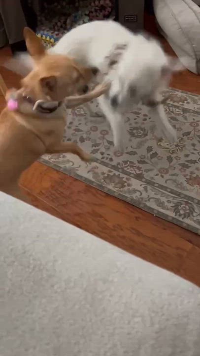 Enlarge T O B Y, a Adoptable mixed breed in Abbotsford, BC video 5/5