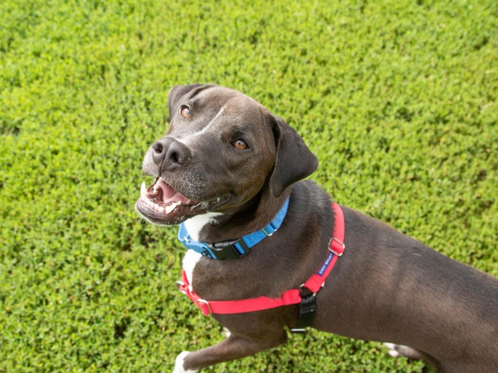 Odie, Adoptable, Young Male Labrador Retriever & Mixed Breed.