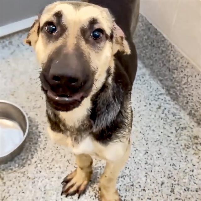 RHINO, Adoptable, Young Male German Shepherd Dog & Mixed Breed.