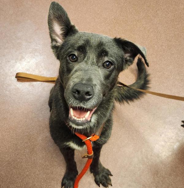 Veo, Adoptable, Adult Female Shepherd.