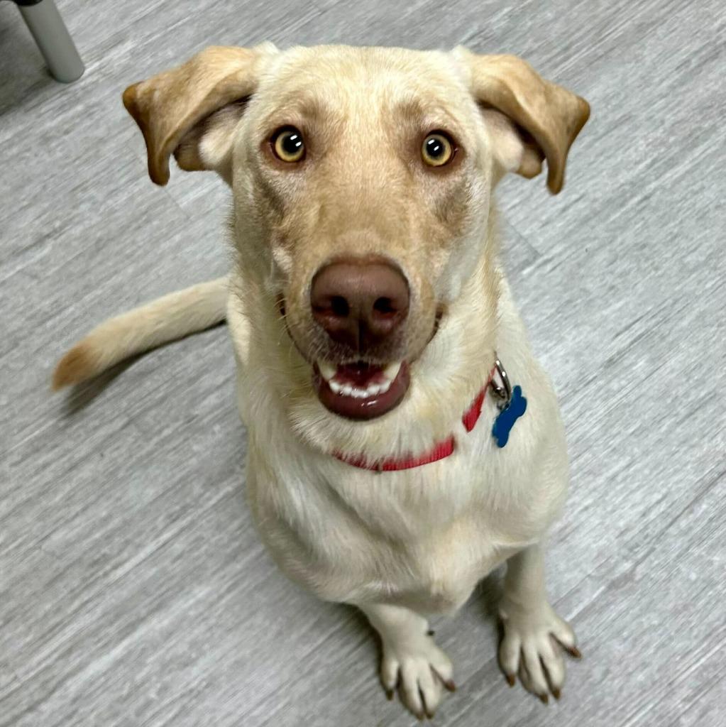 Gingersnap thumbnail 2