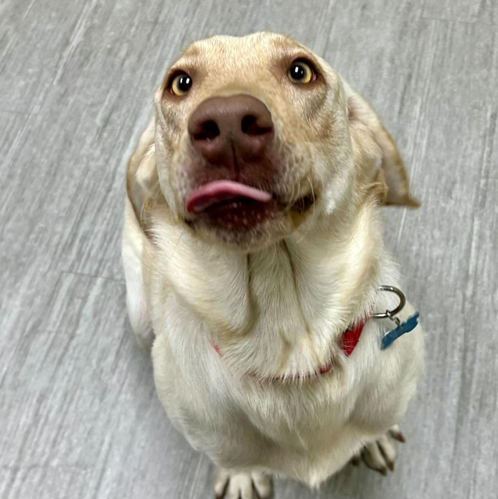 Gingersnap thumbnail 3