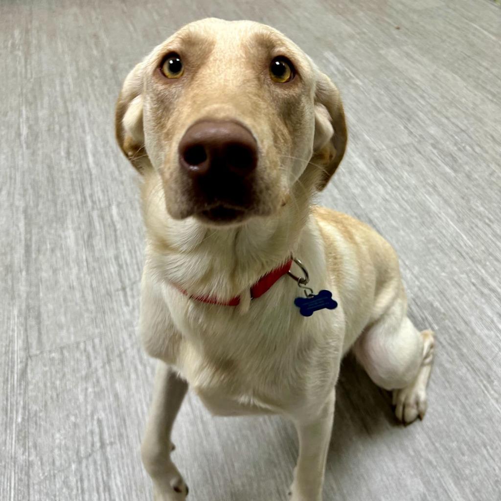 Gingersnap thumbnail 4