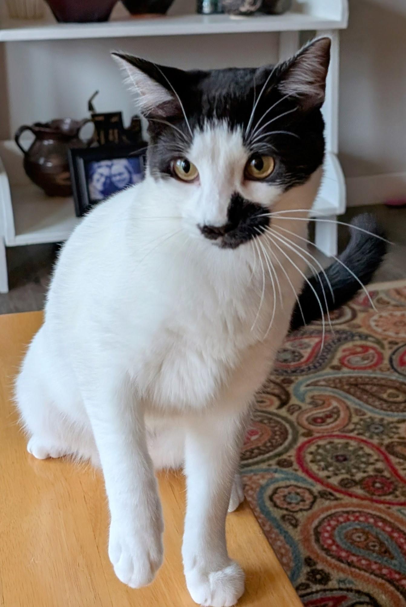 Enlarge Briar Rose (with Tumbleweed), a Adoptable mixed breed in Silverton, OR image 2/3