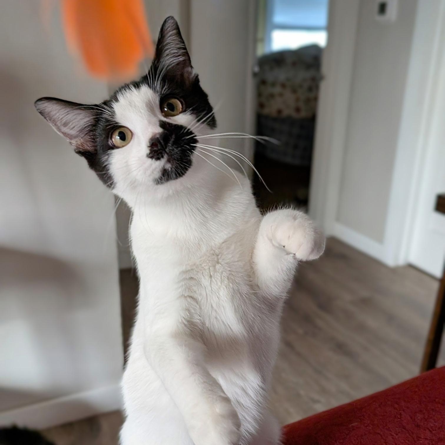Enlarge Briar Rose (with Tumbleweed), a Adoptable mixed breed in Silverton, OR image 2/4