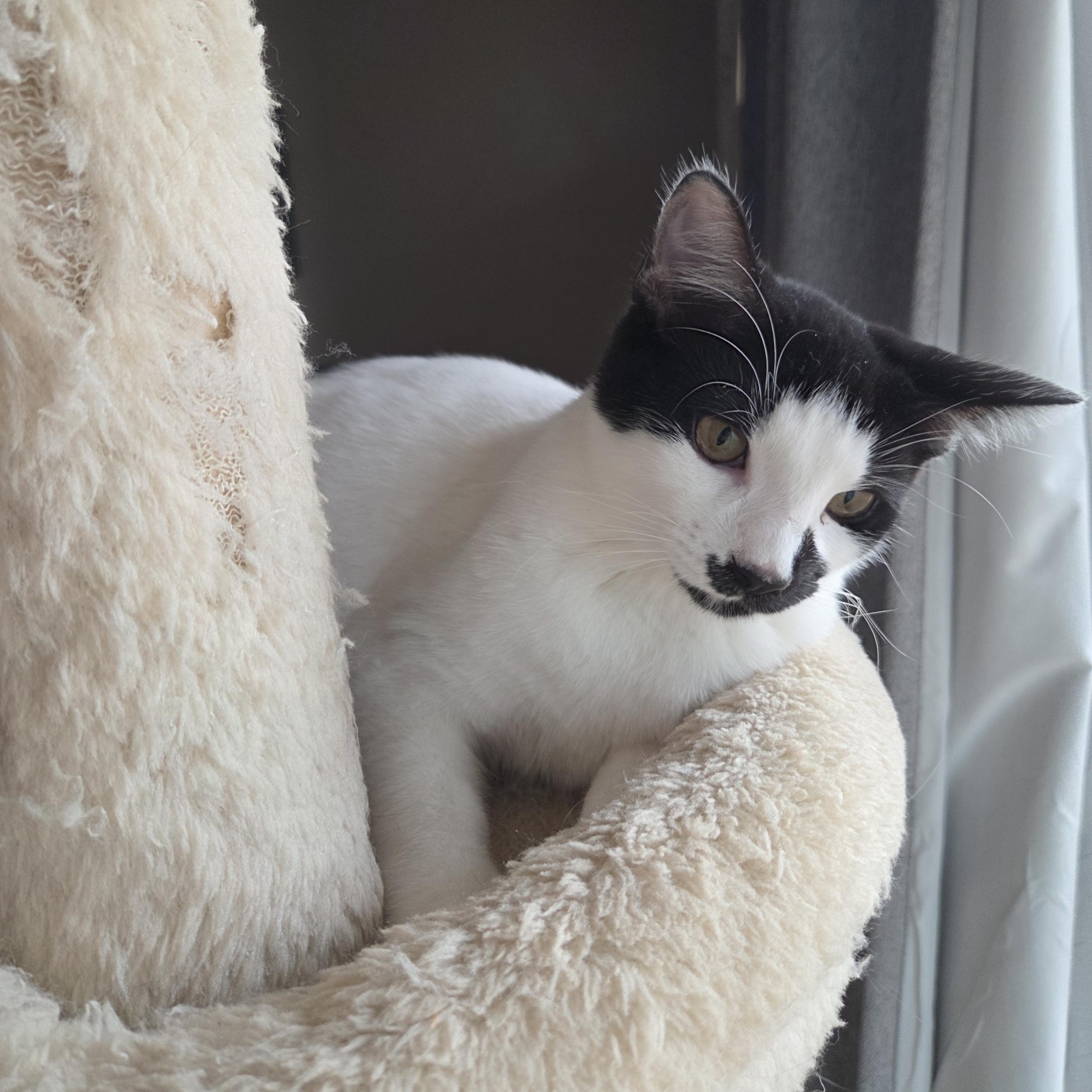 Briar Rose (with Tumbleweed)