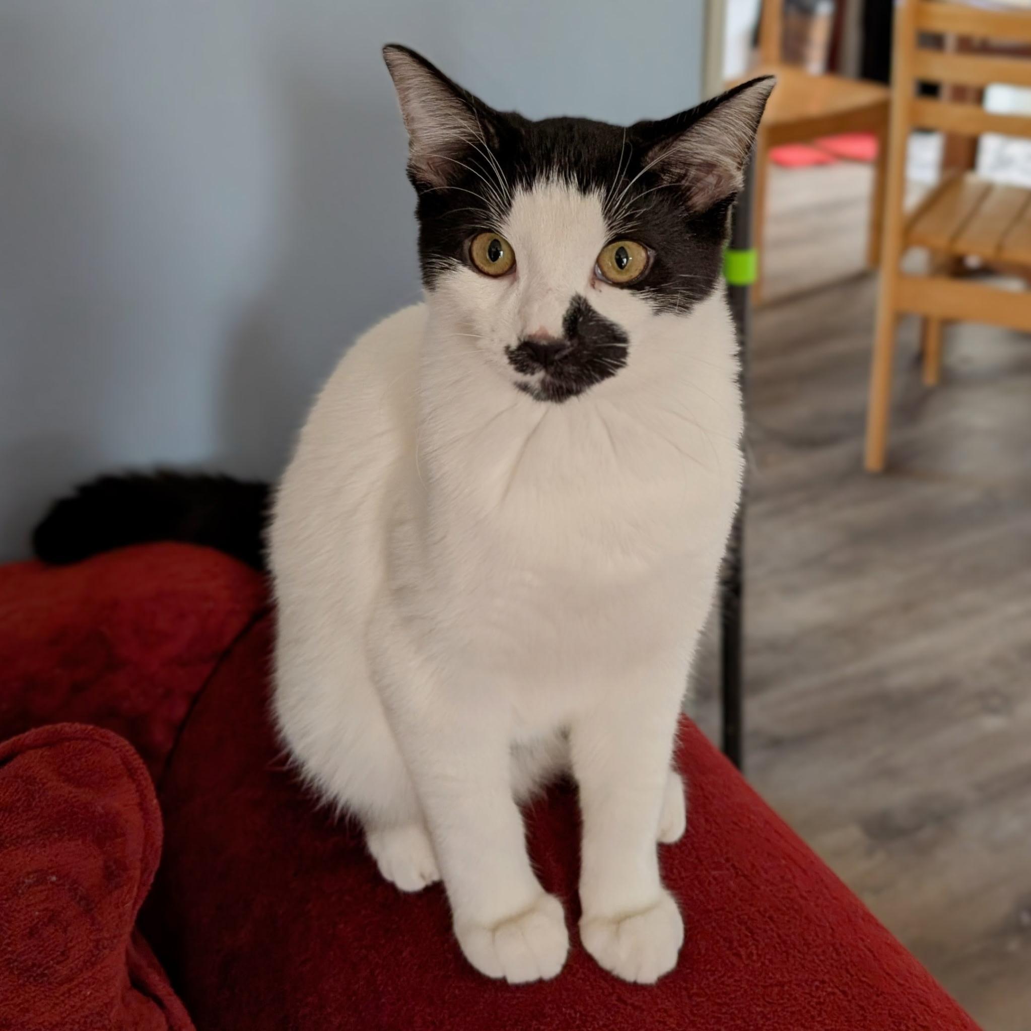 Briar Rose (with Tumbleweed), Adoptable, Young Female Domestic Short Hair.