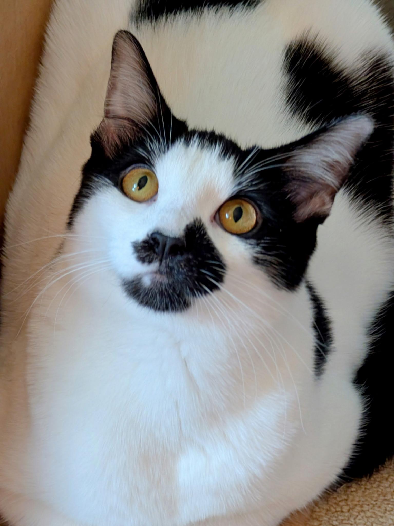 Enlarge Briar Rose (with Tumbleweed), a Adoptable mixed breed in Silverton, OR image 1/3