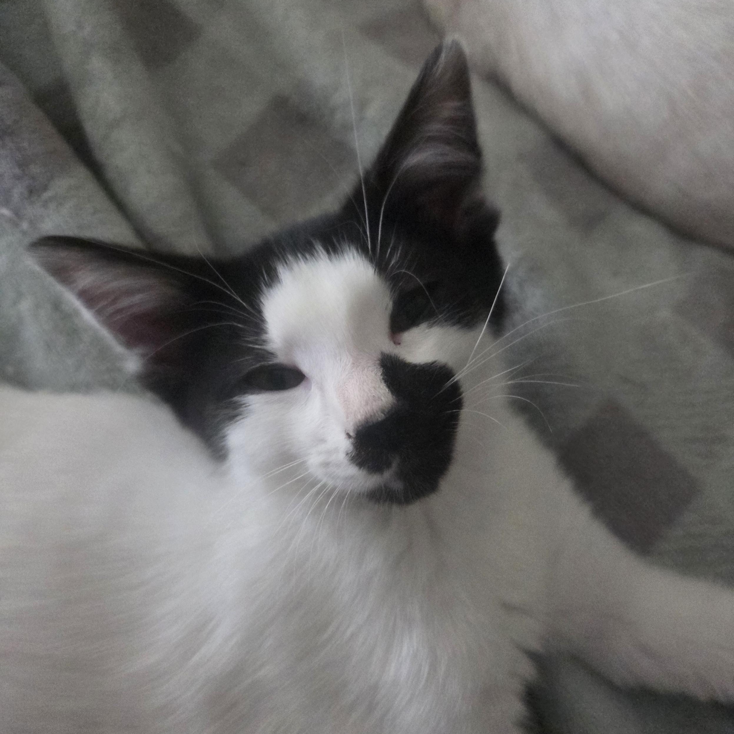 Enlarge Briar Rose (with Tumbleweed), a Adoptable mixed breed in Silverton, OR image 4/4