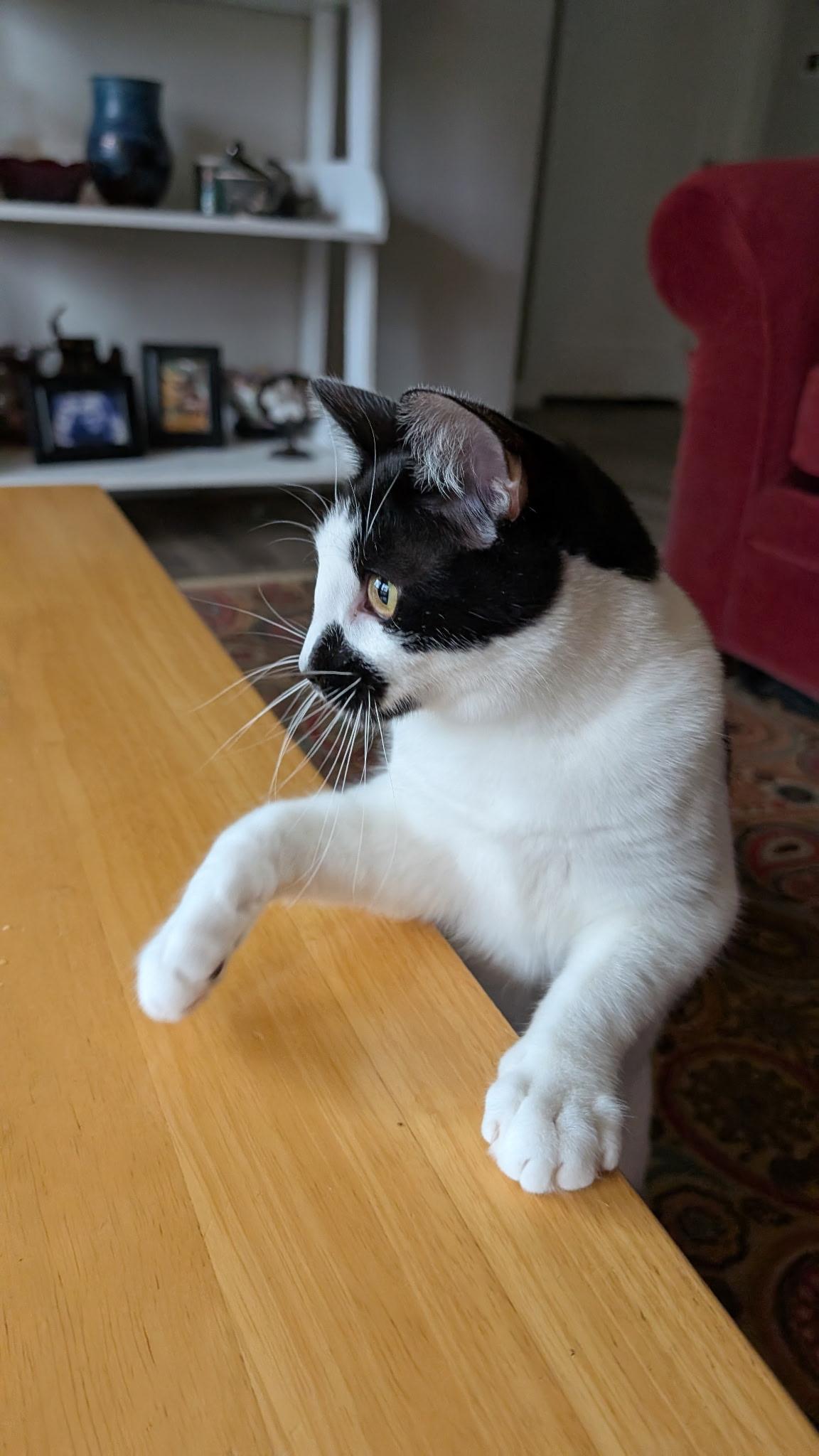 Enlarge Briar Rose (with Tumbleweed), a Adoptable mixed breed in Silverton, OR image 3/3