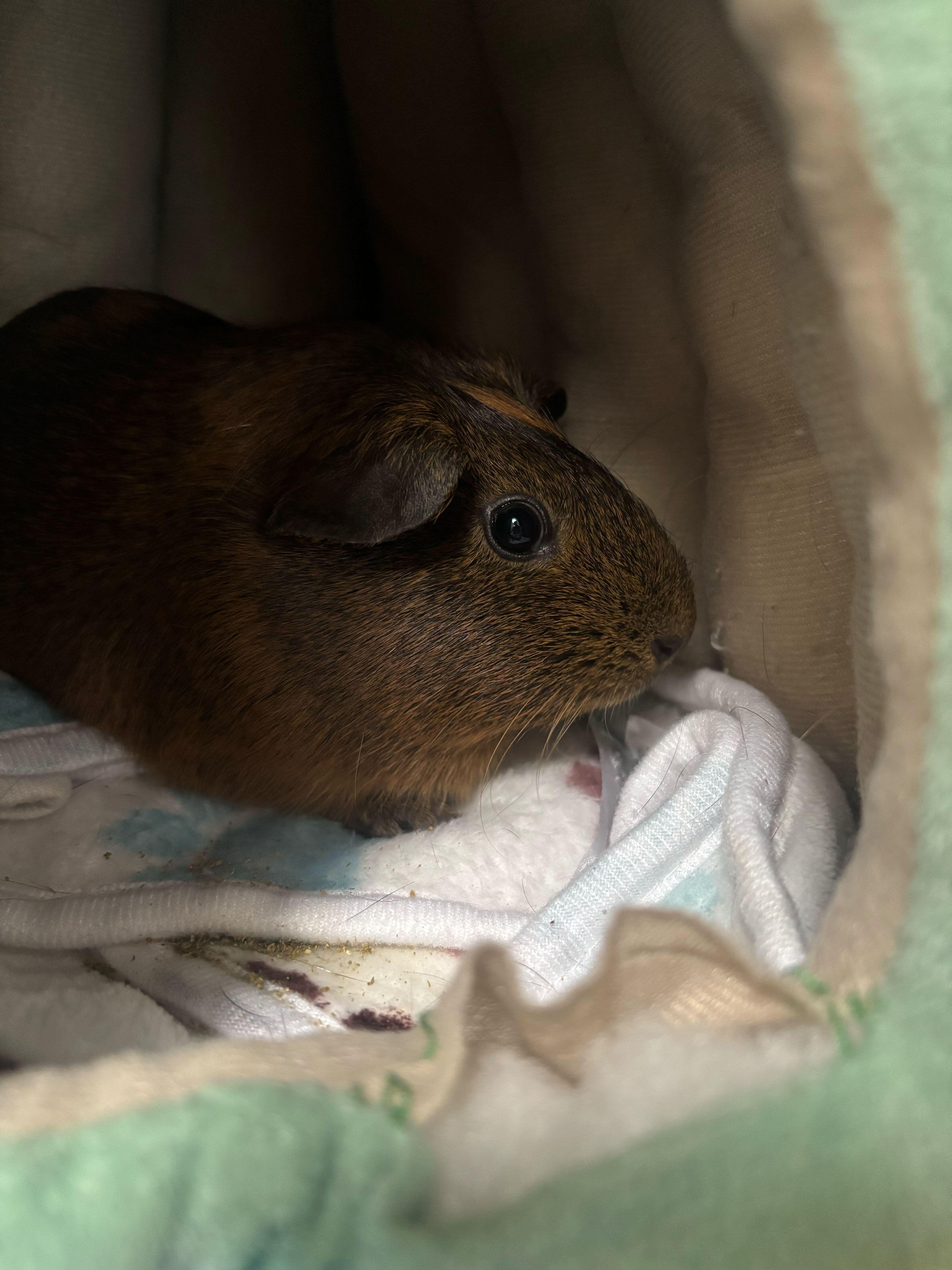 The Ghost of Christmas Past, ADOPTABLE, Adult Female Short-Haired.