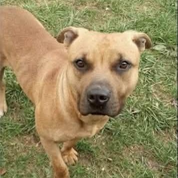 Enlarge Scooter, a ADOPTABLE mixed breed in Grafton, OH image 5/6