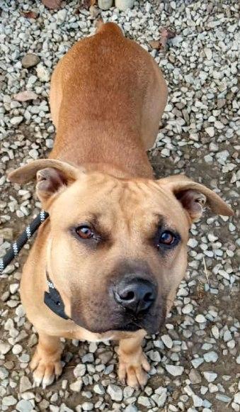 Enlarge Scooter, a ADOPTABLE mixed breed in Grafton, OH image 6/6