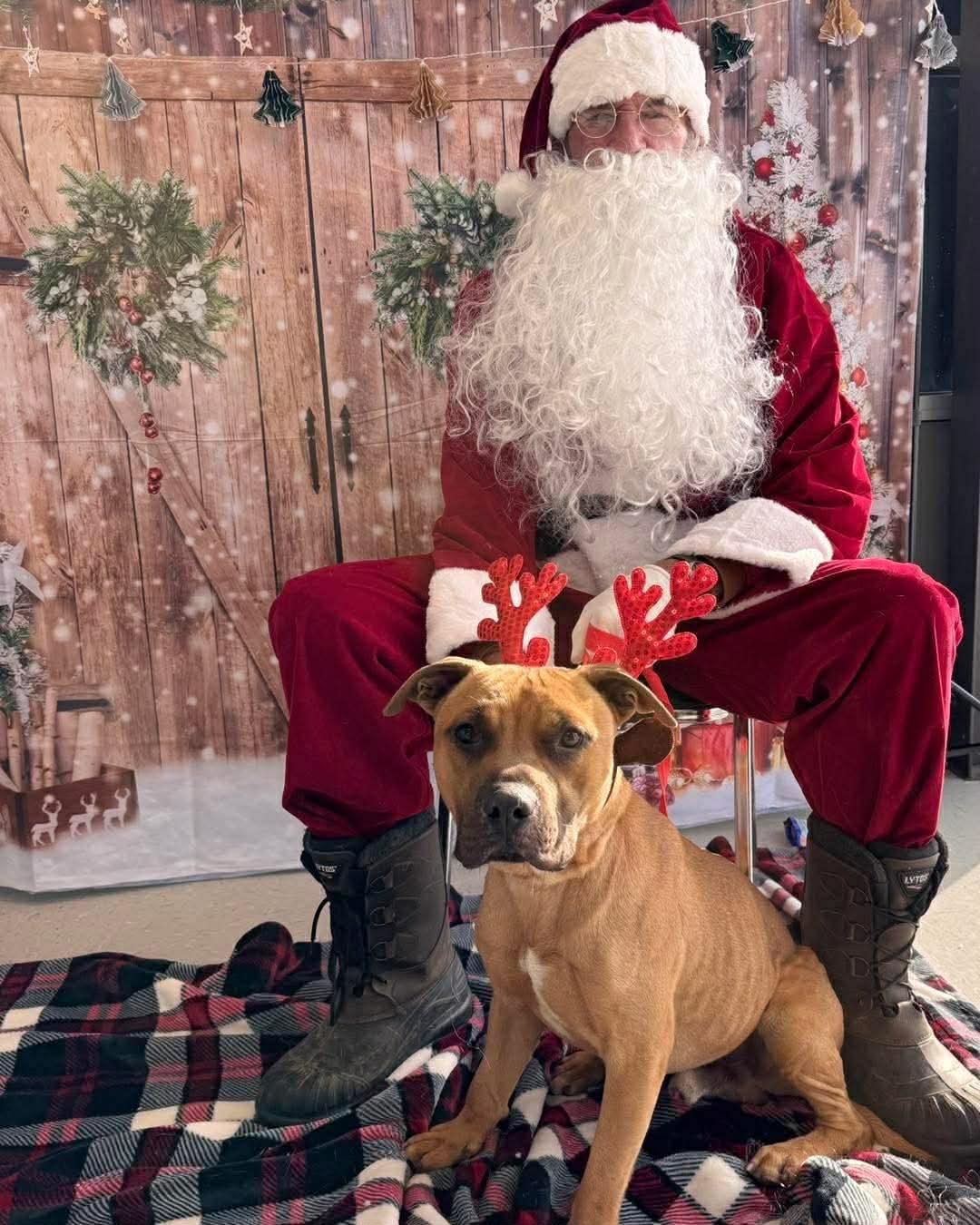 Enlarge Scooter, a ADOPTABLE mixed breed in Grafton, OH image 2/6