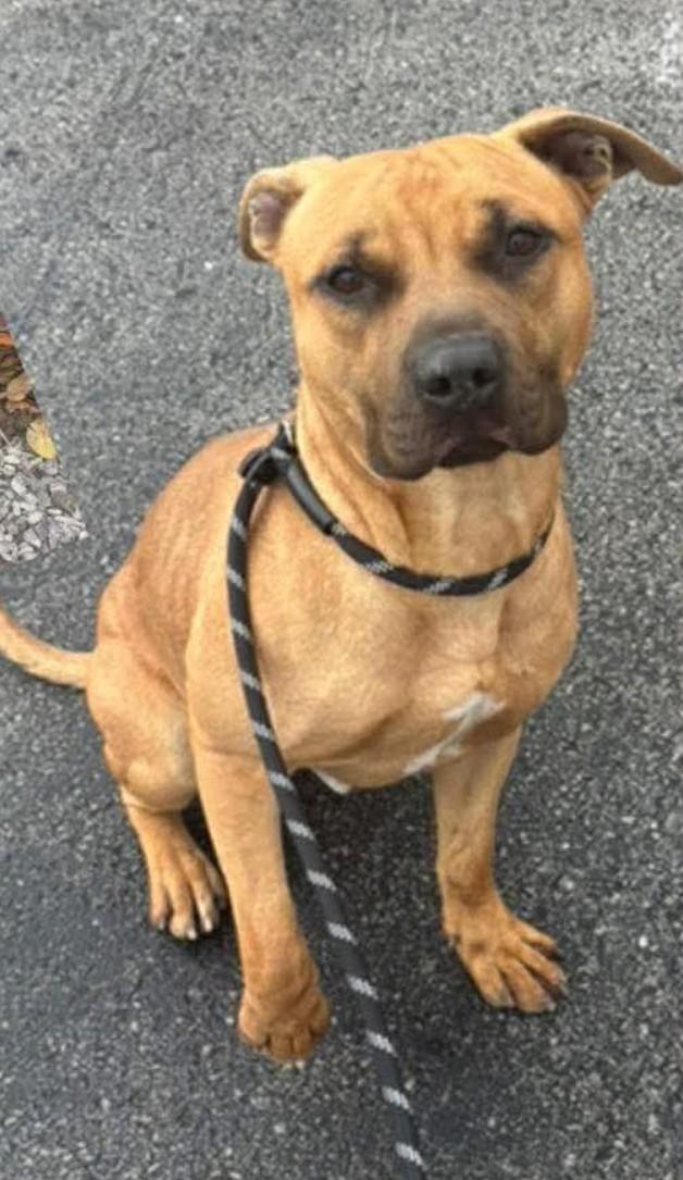 Enlarge Scooter, a ADOPTABLE mixed breed in Grafton, OH image 4/6