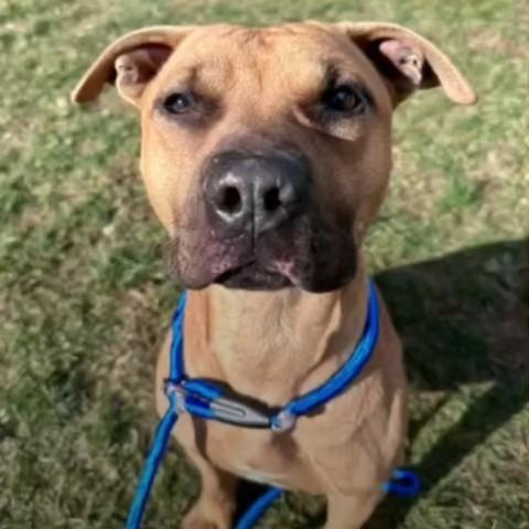 Scooter, ADOPTABLE, Young Male Beagle & Shepherd.