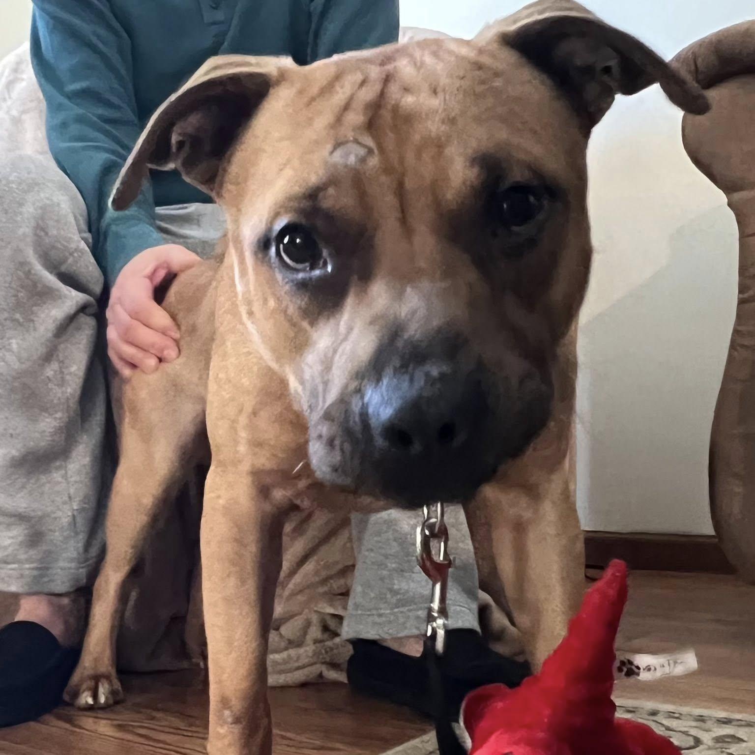 Enlarge Scooter, a ADOPTABLE mixed breed in Grafton, OH image 3/6