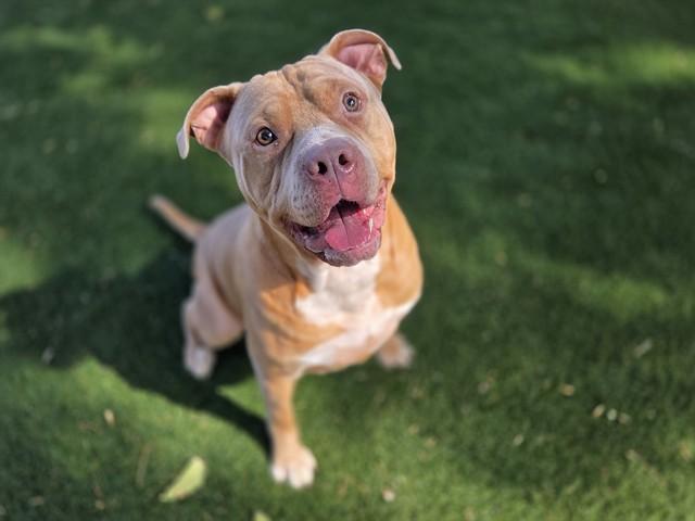 THISTLE, Adoptable, Young Male Pit Bull Terrier.
