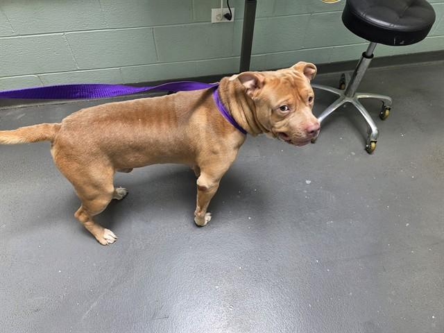Enlarge THISTLE, a Adoptable Pit Bull Terrier in Antioch, CA image 1/1