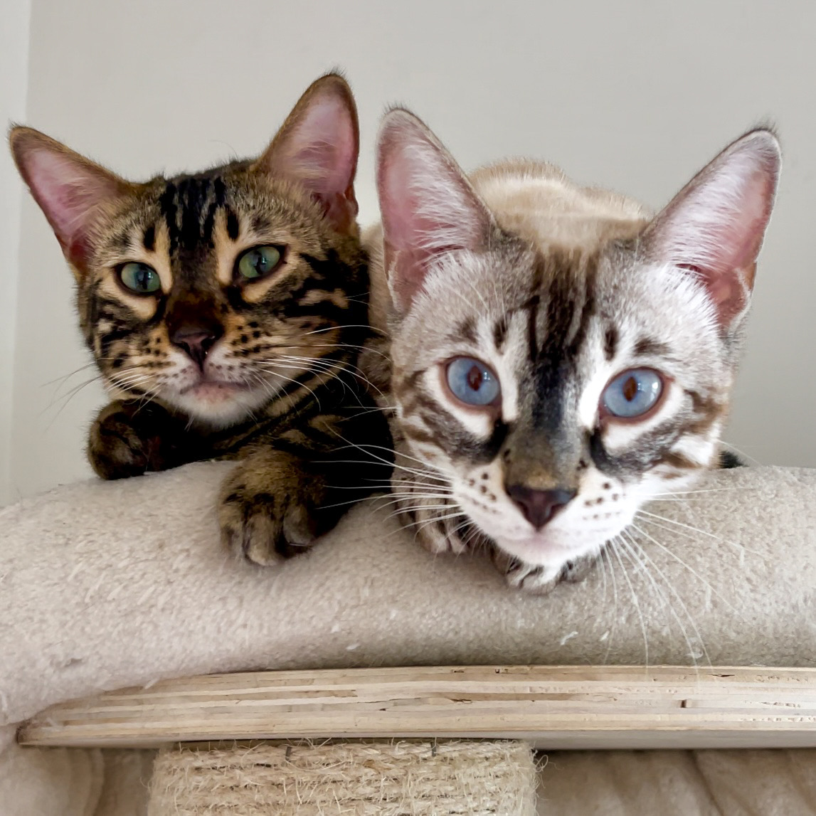 Enlarge Kevin and Daniel, a Adopted Bengal in Winter Park, FL image 1/3