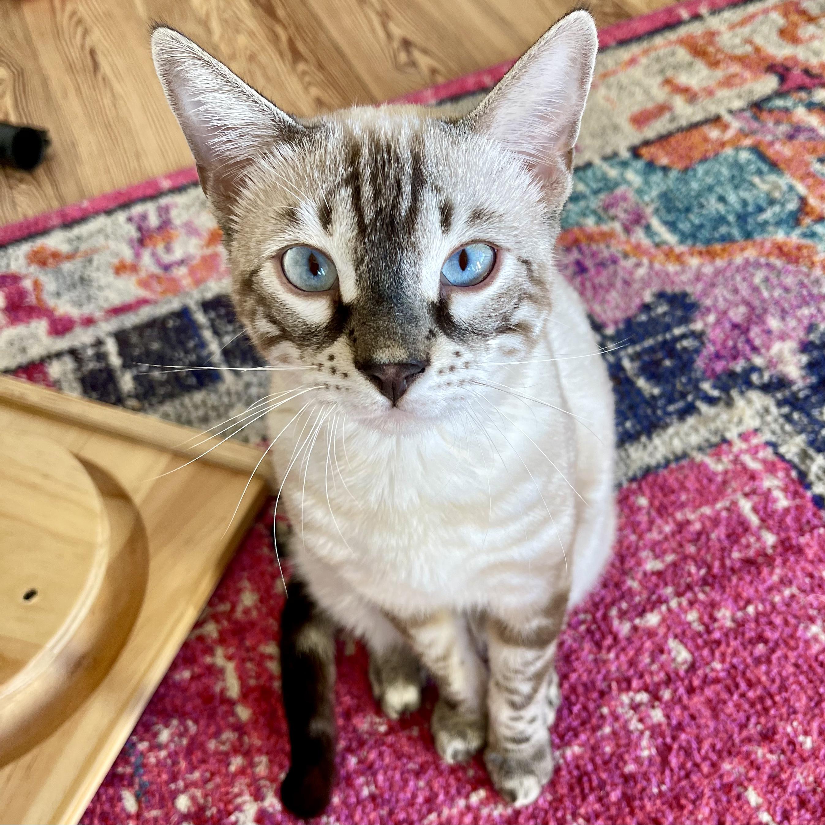 Enlarge Kevin and Daniel, a Adopted Bengal in Winter Park, FL image 3/3