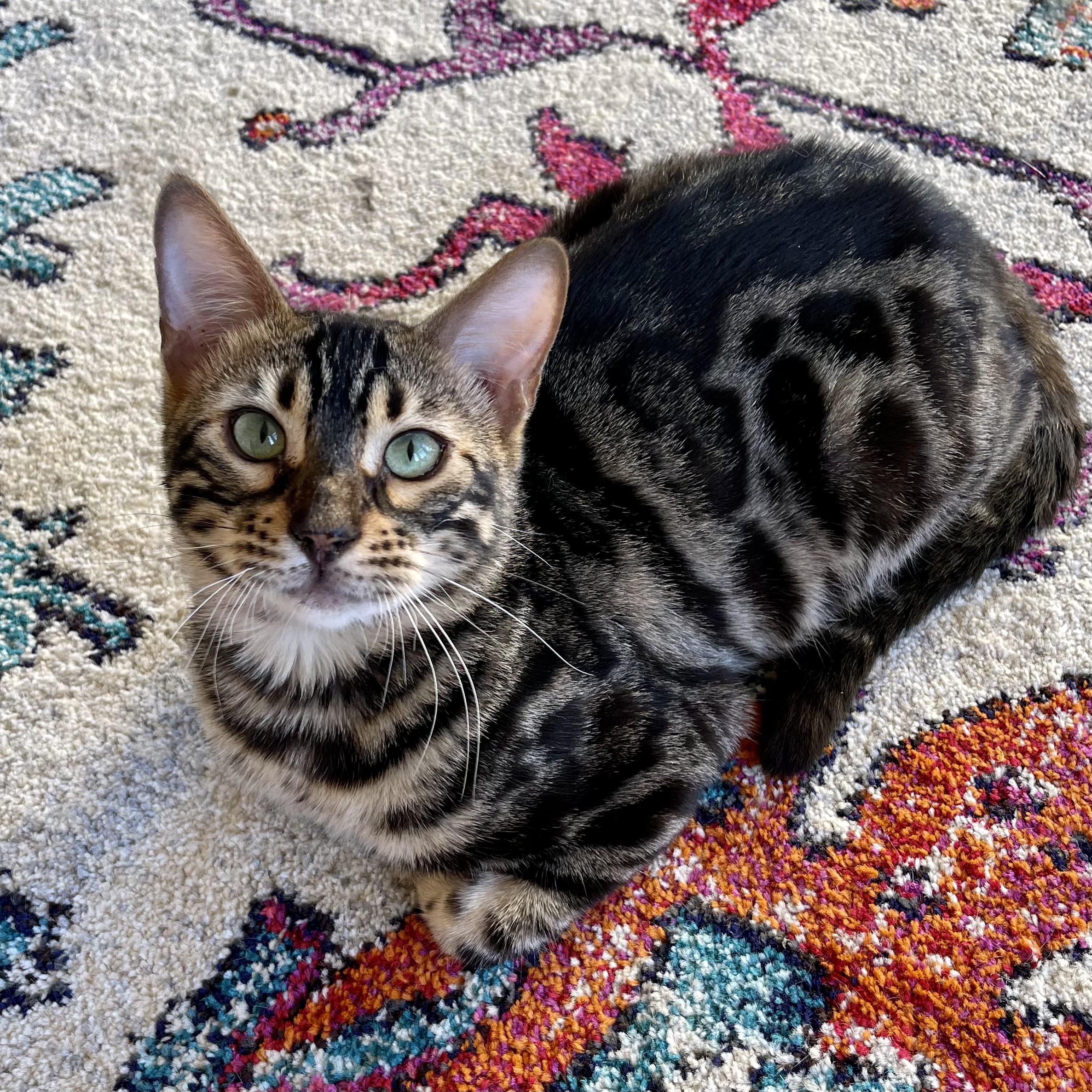 Enlarge Kevin and Daniel, a Adopted Bengal in Winter Park, FL image 2/3