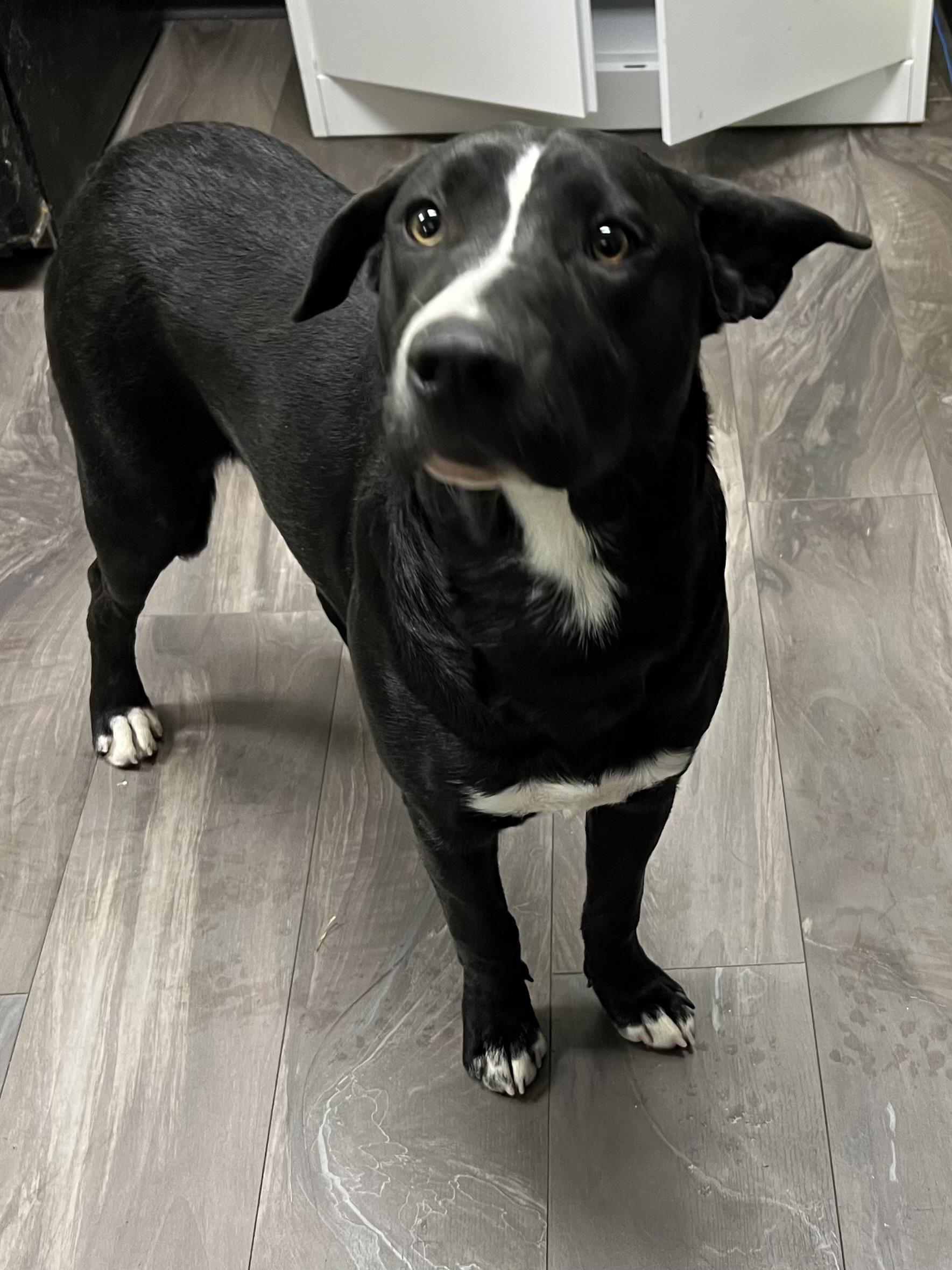 Enlarge Vicky, a other mixed breed in Trenton, NJ image 1/1