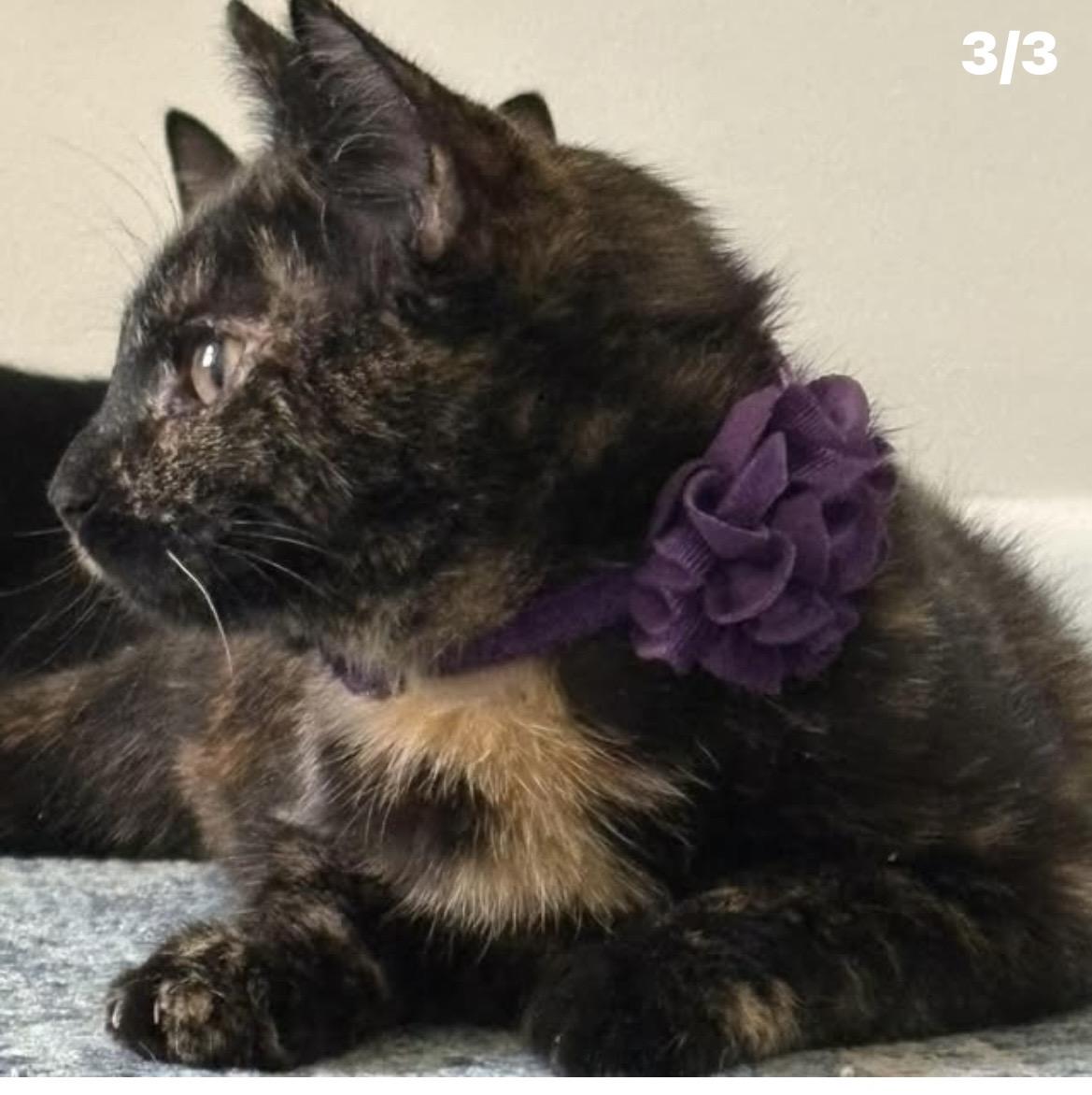 Enlarge Hazel, a ADOPTABLE Calico in Kannapolis, NC image 3/3