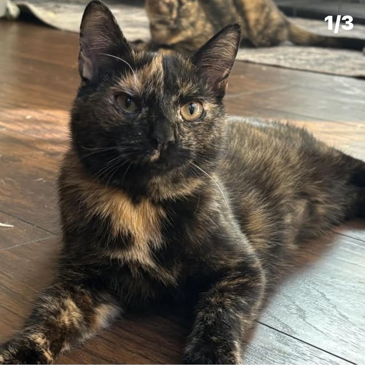 Hazel, ADOPTABLE, Kitten Female Calico.