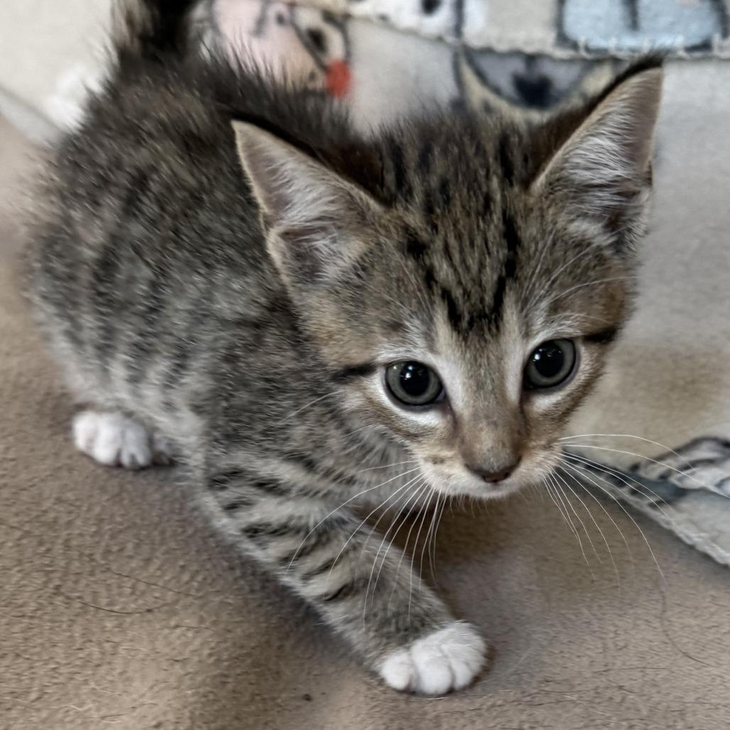 Enlarge National Weather Service - Available, last in litter, a Adoptable Domestic Short Hair in Glenelg, MD image 2/6