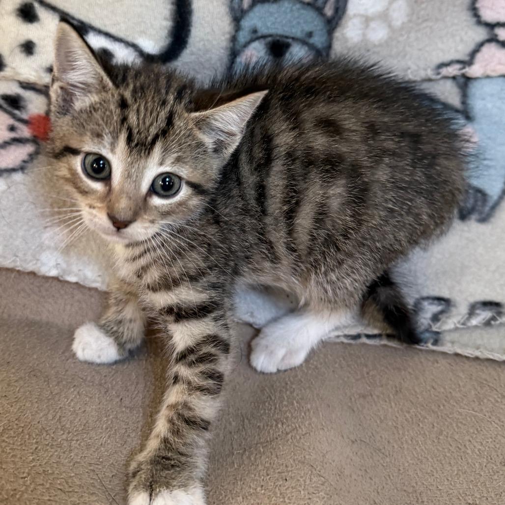 Enlarge National Weather Service - Available, last in litter, a Adoptable Domestic Short Hair in Glenelg, MD image 3/6