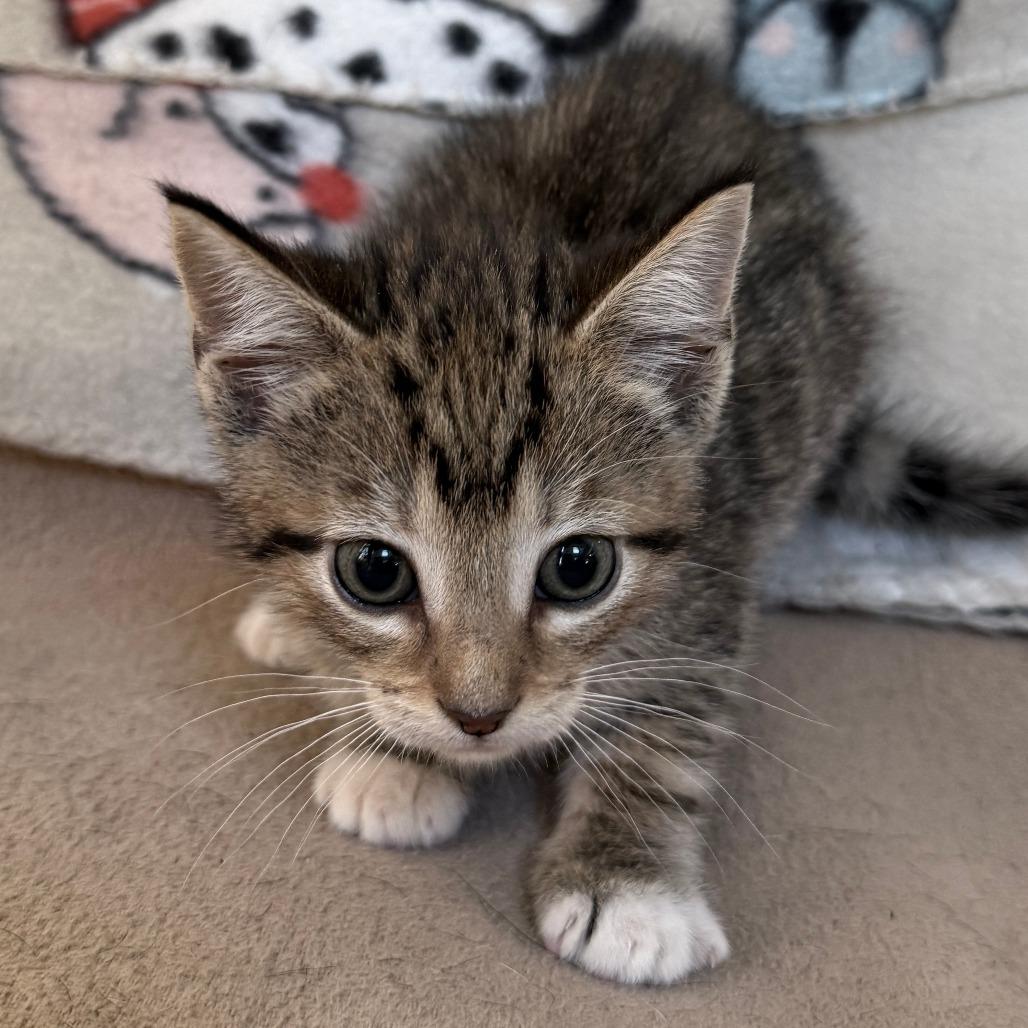 Enlarge National Weather Service - Available, last in litter, a Adoptable Domestic Short Hair in Glenelg, MD image 4/6