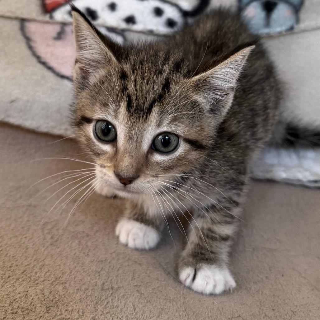 Enlarge National Weather Service - Available, last in litter, a Adoptable Domestic Short Hair in Glenelg, MD image 5/6