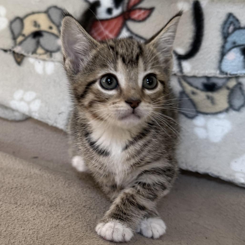 Enlarge National Weather Service - Available, last in litter, a Adoptable Domestic Short Hair in Glenelg, MD image 6/6