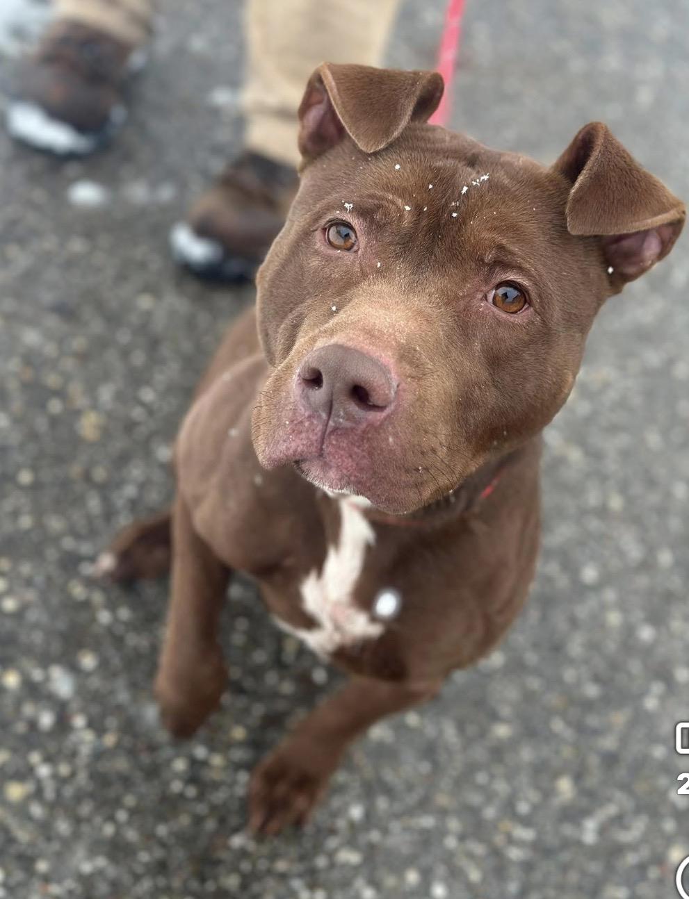 Clay, ADOPTABLE, Adult Male Pit Bull Terrier.