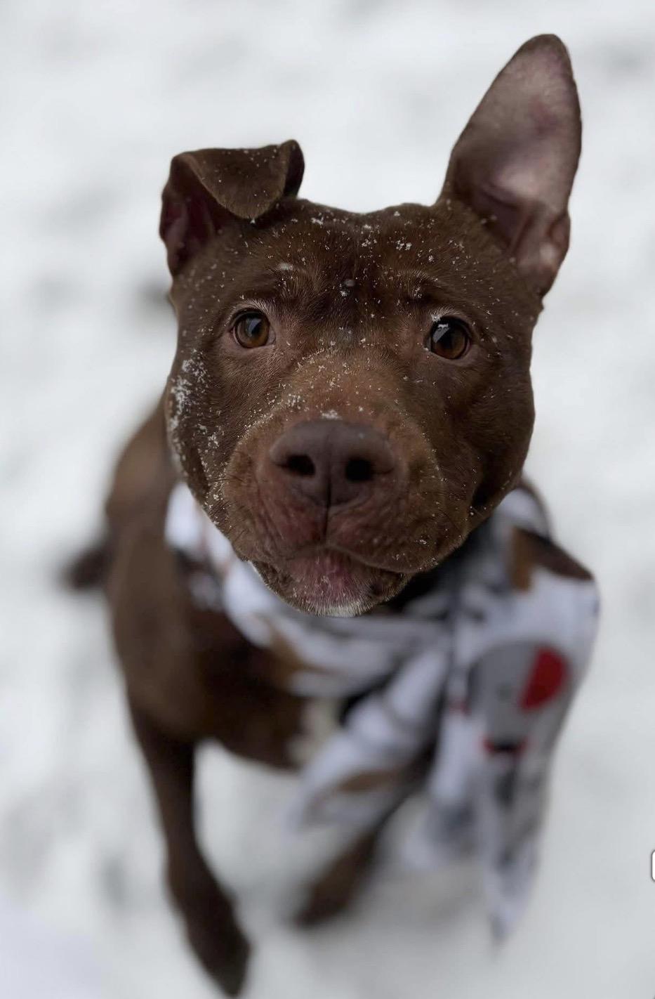 Enlarge Clay, a ADOPTABLE mixed breed in Youngstown, OH image 2/2