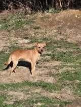 Sadie, Adoptable, Young Female Mixed Breed.